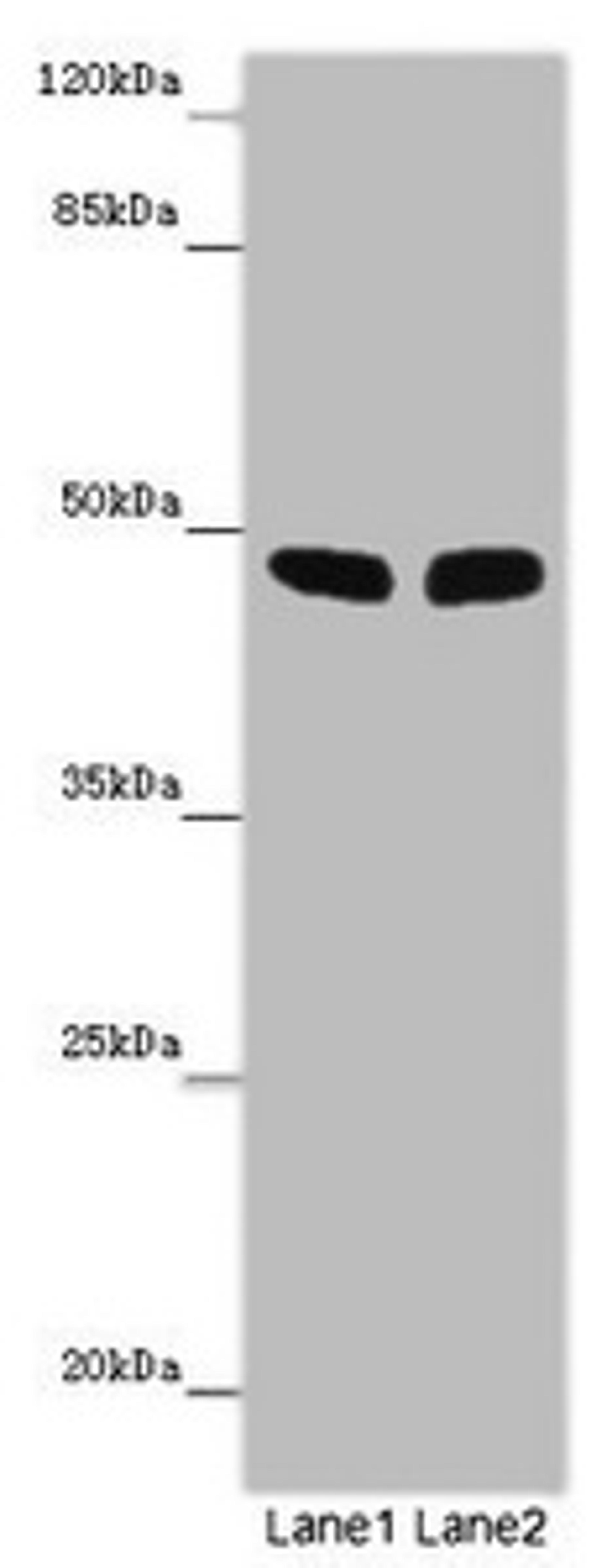 Western blot. All lanes: FBL21 antibody at 10 ug/ml. Lane 1: Mouse heart tissue. Lane 2: Mouse skeletal muscle tissue. Secondary. Goat polyclonal to rabbit IgG at 1/10000 dilution. Predicted band size: 49 kDa. Observed band size: 49 kDa. 