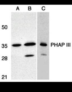 Western blot analysis of PHAP III expression in human A549 (A) and HepG2 (B) cells, and rat testis (C) with PHAP antibody III at 1 μg/mL.