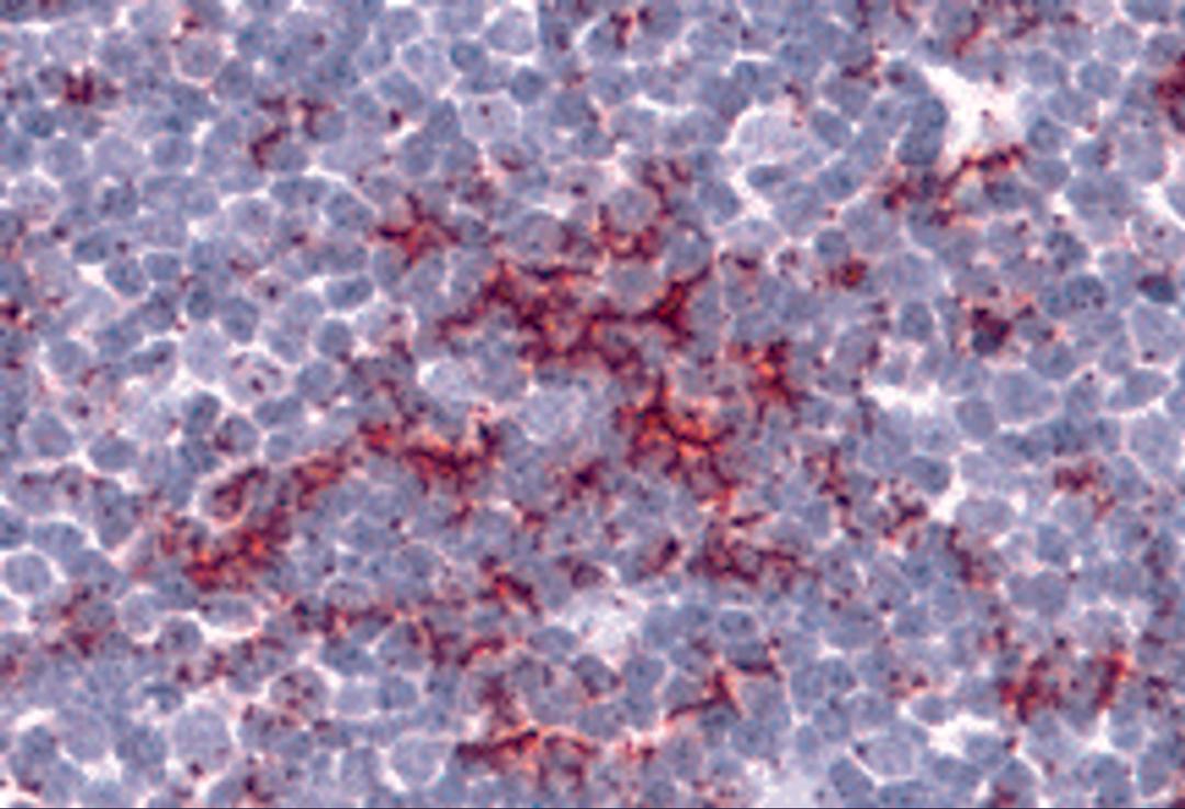 Immunohistochemistry of TLR8 in human thymus tissue with TLR8 antibody at 5 μg/mL.