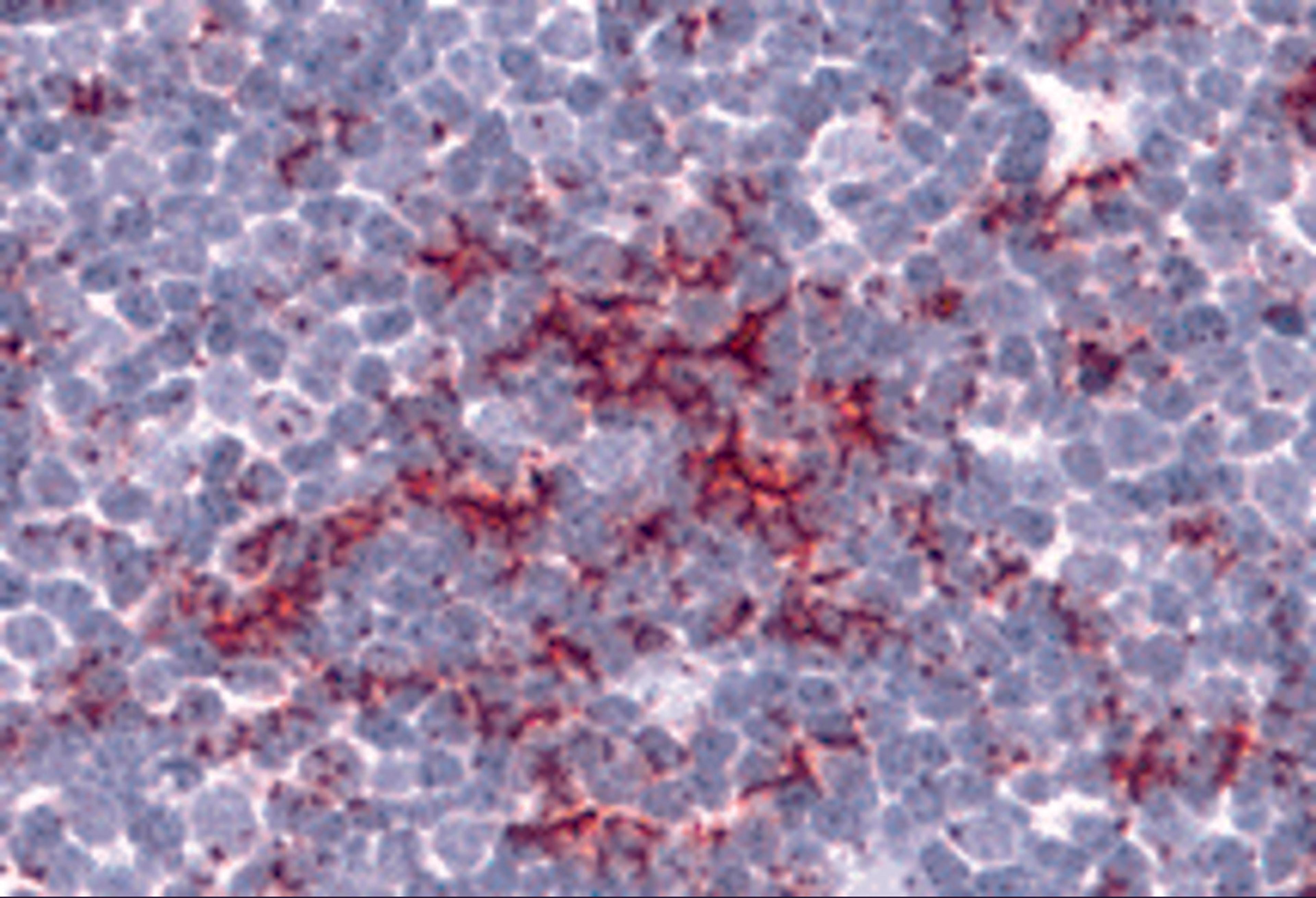 Immunohistochemistry of TLR8 in human thymus tissue with TLR8 antibody at 5 μg/mL.