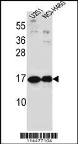 Western blot analysis in U251,NCI-H460 cell line lysates (35ug/lane).