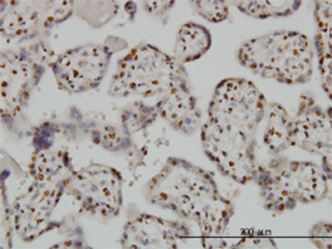 Staining of paraffin embedded human placenta with Mouse anti Human BAX:Azide Free (MCA2960Z)