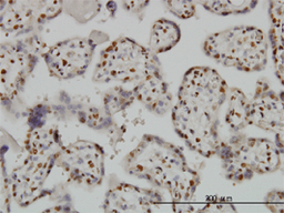 Staining of paraffin embedded human placenta with Mouse anti Human BAX:Azide Free (MCA2960Z)