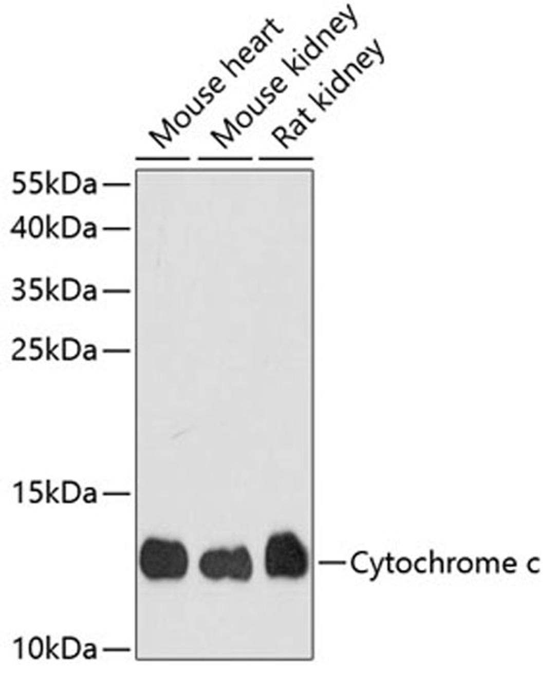 Western blot - Cytochrome c antibody (A0225)