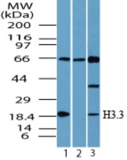 Western Blot: Histone H3.3 Antibody [NBP2-24697] - analysis of Histone H3.3 in 293 cell lysate in the 1) absence and 2) presence of immunizing peptide and 3) NIH 3T3 cell lysate using this antibody. 25 ug/ml.