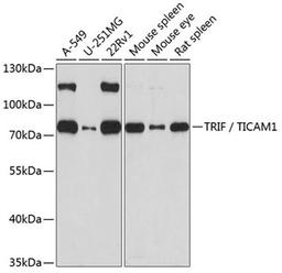 Western blot - TRIF / TICAM1 antibody (A1155)