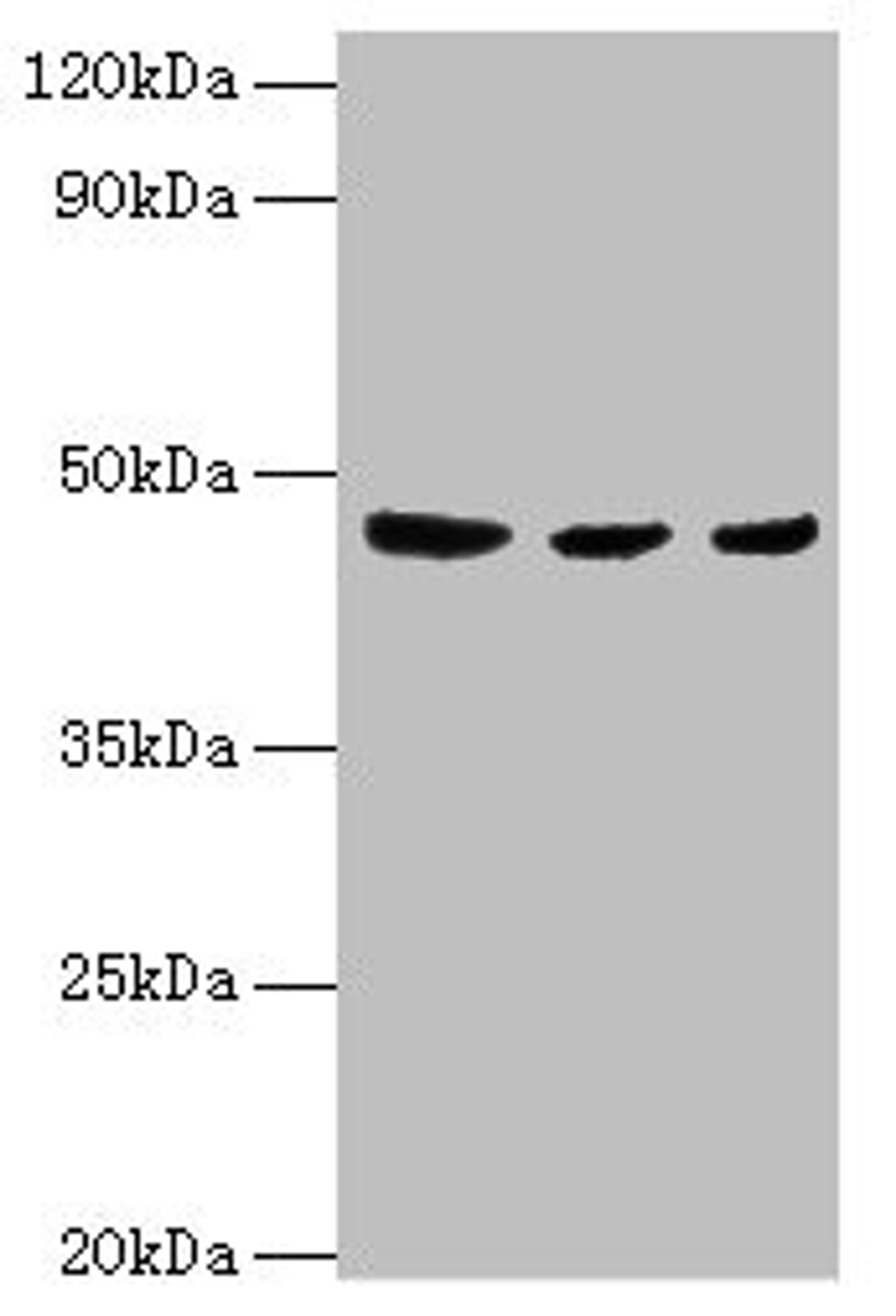 Western blot. All lanes: ENTPD5 antibody at 4ug/ml. Lane 1: Mouse liver tissue. Lane 2: Mouse kidney tissue. Lane 3: Mouse gonad tissue. Secondary. Goat polyclonal to rabbit IgG at 1/10000 dilution. Predicted band size: 48 kDa. Observed band size: 48 kDa.