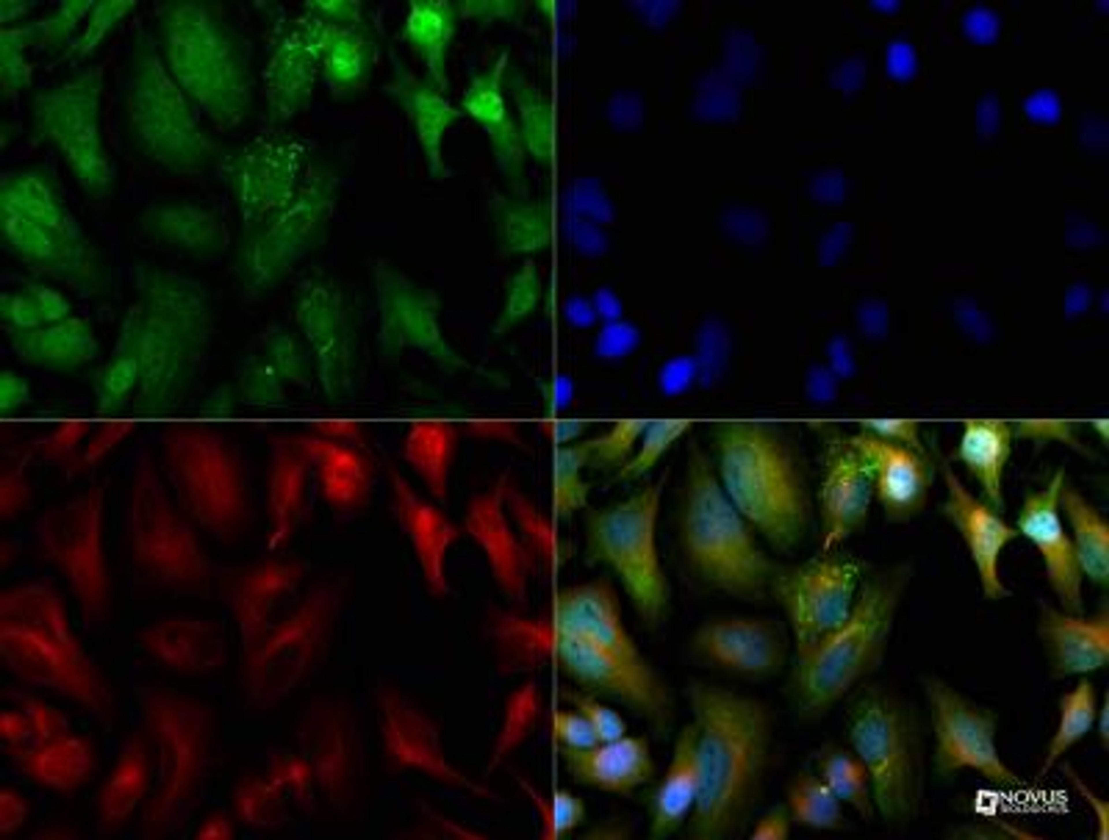 Immunocytochemistry/Immunofluorescence: JAMP Antibody [NBP2-36446] - JAMP antibody was tested in HeLa cells with Dylight 488 (green). Nuclei and alpha-tubulin were counterstained with DAPI (blue) and Dylight 550 (red). Endoplasmic reticulum staining was observed.