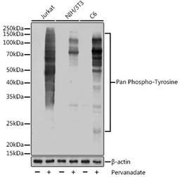 Western blot - Pan Phospho-Tyrosine antibody (AP1162)