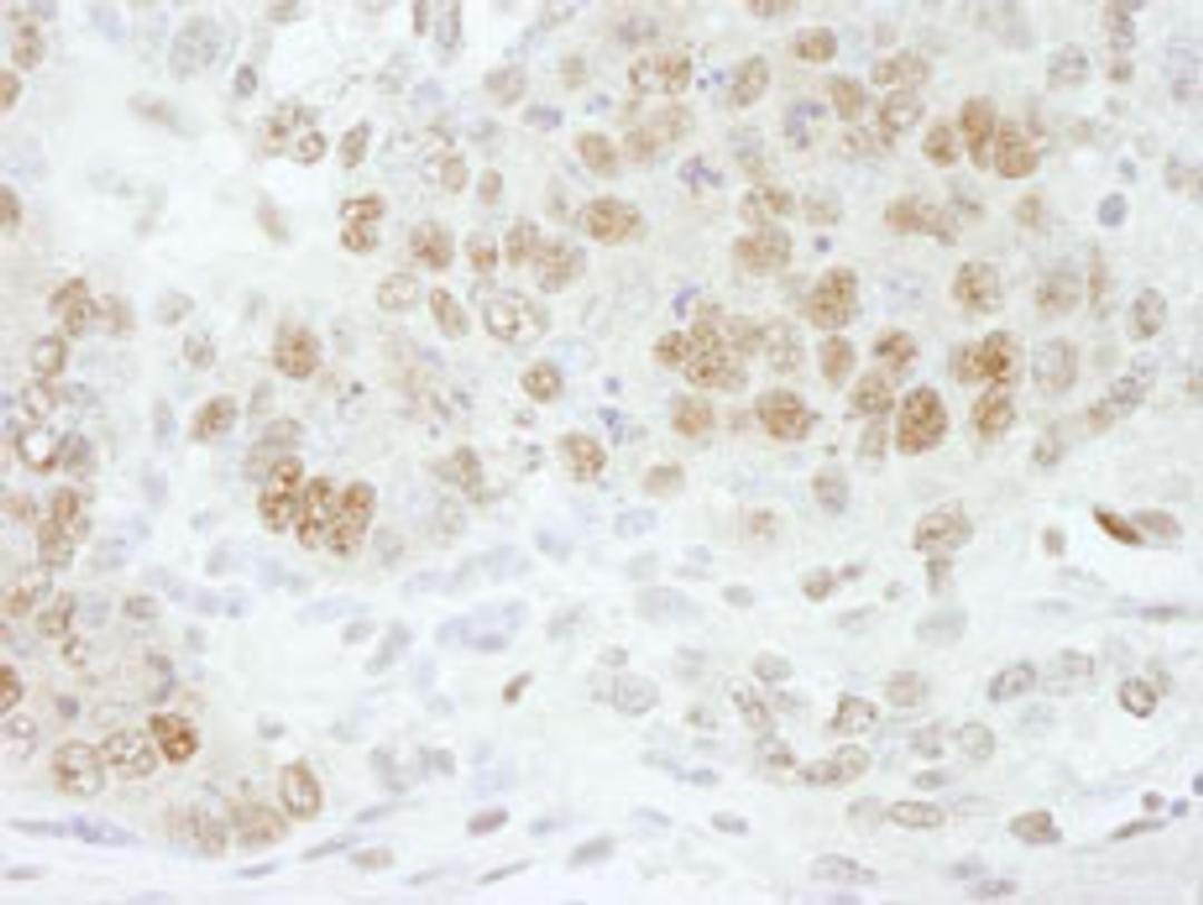 Detection of mouse CPSF73 by immunohistochemistry.