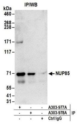 Detection of human NUP85 by western blot of immunoprecipitates.