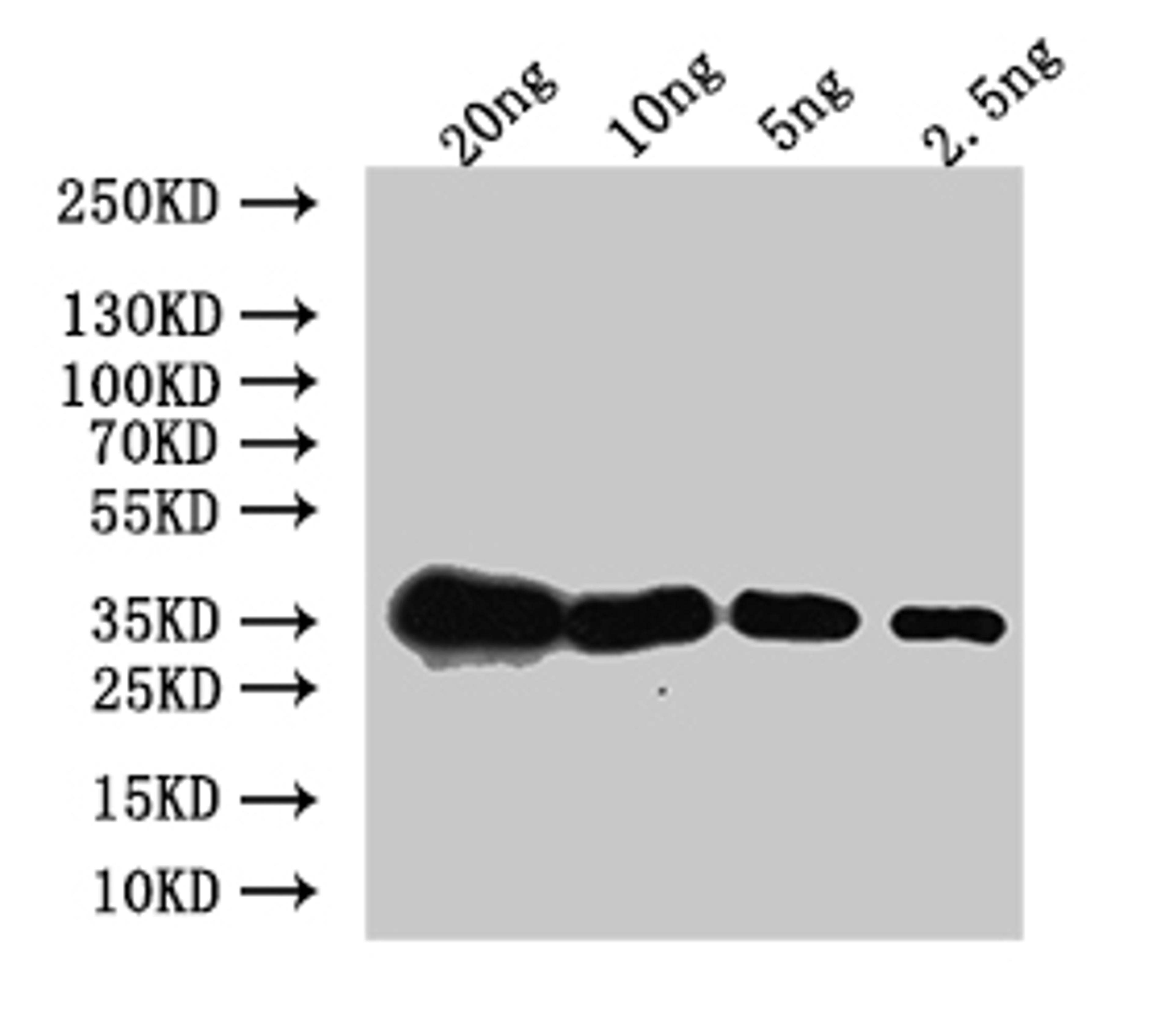 Western Blot. Positive WB detected in: recombinant protein. All lanes:Mlc1 Antibody at 1:1000. Secondary. Goat polyclonal to rabbit IgG at 1/50000 dilution. Predicted band size: 37 kDa. Observed band size: 37 kDa. 