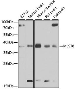 Western blot - MLST8 antibody (A13599)