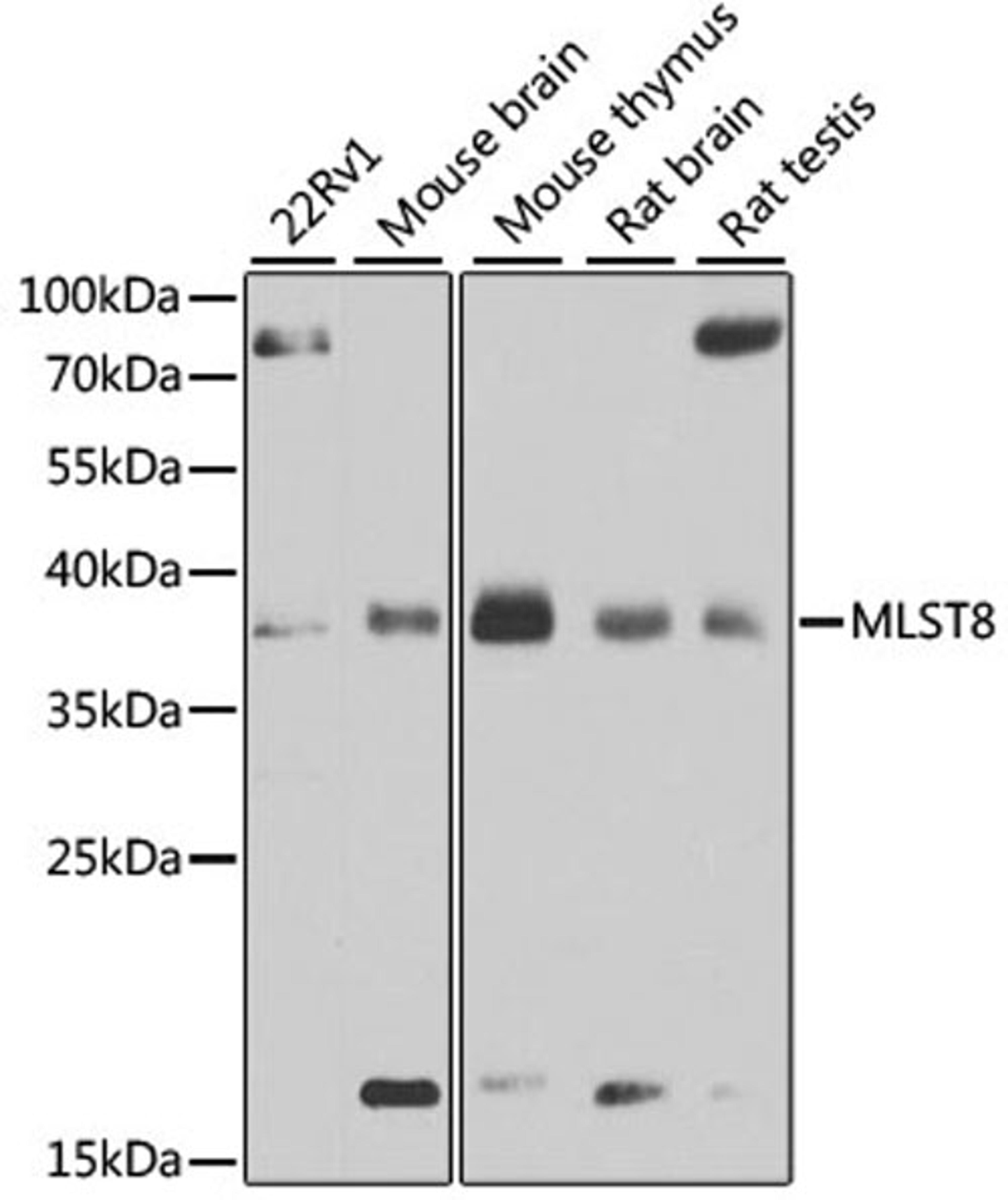 Western blot - MLST8 antibody (A13599)