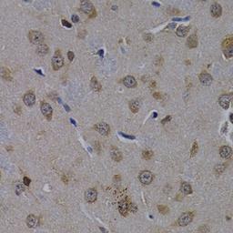 Immunohistochemistry  - POLR2L antibody (A2491)