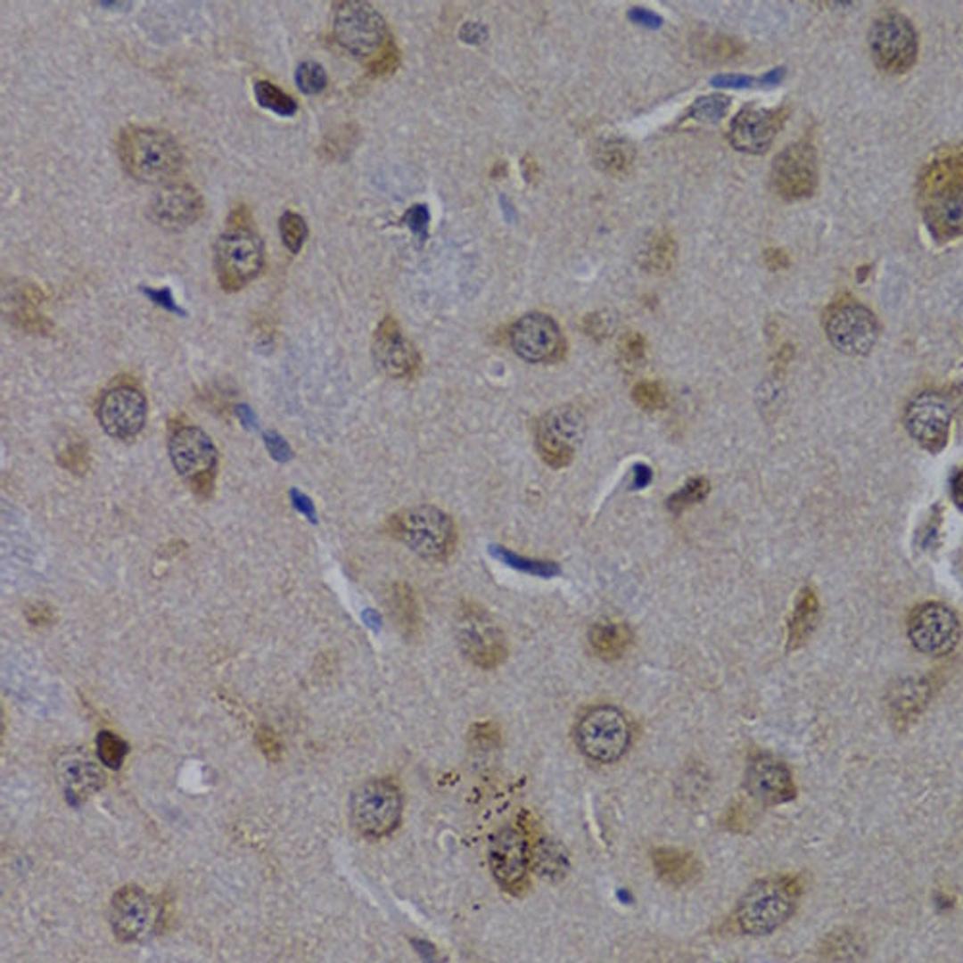Immunohistochemistry - POLR2L antibody (A2491)