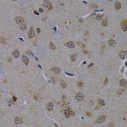 Immunohistochemistry - POLR2L antibody (A2491)