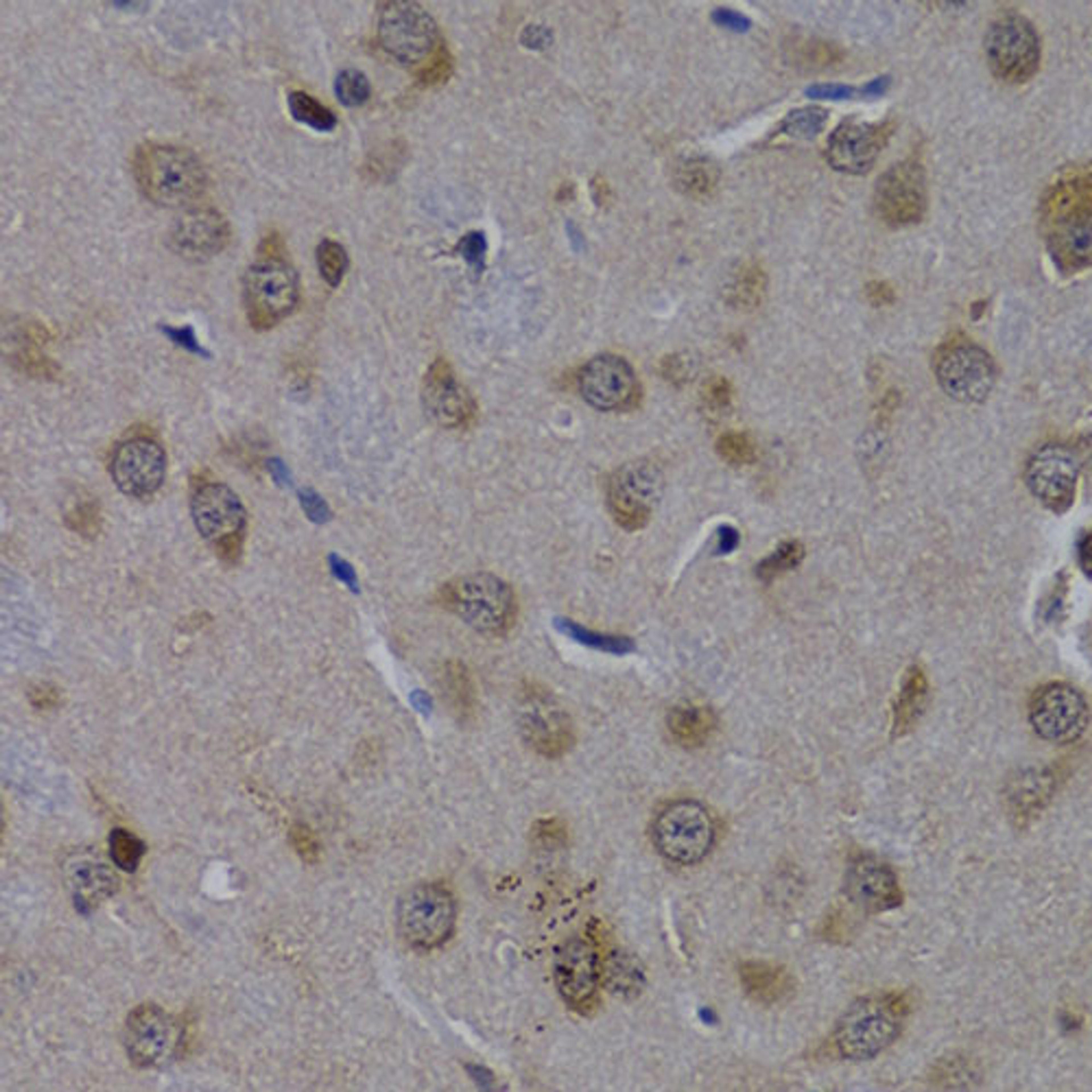 Immunohistochemistry - POLR2L antibody (A2491)