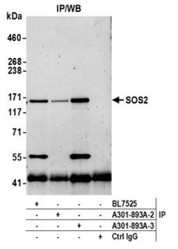 Detection of human SOS2 by western blot of immunoprecipitates.