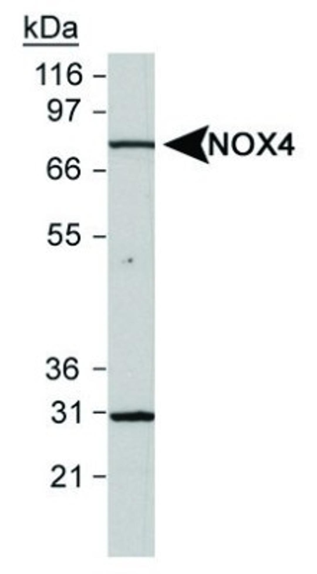 Western Blot: Nox4 Antibody [NB110-58851] - Analysis using the Biotin conjugate of NB110-58851. Detection of NOX4 in human kidney lysates uisng NB110-58851 at 0.5 ug/ml. Band observed at 31 kDa may represent reported splice isoform.