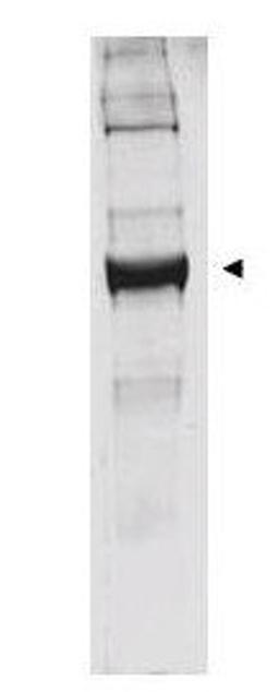 Western blot analysis of bovine liver preparations using Glutamate Dehydrogenase antibody