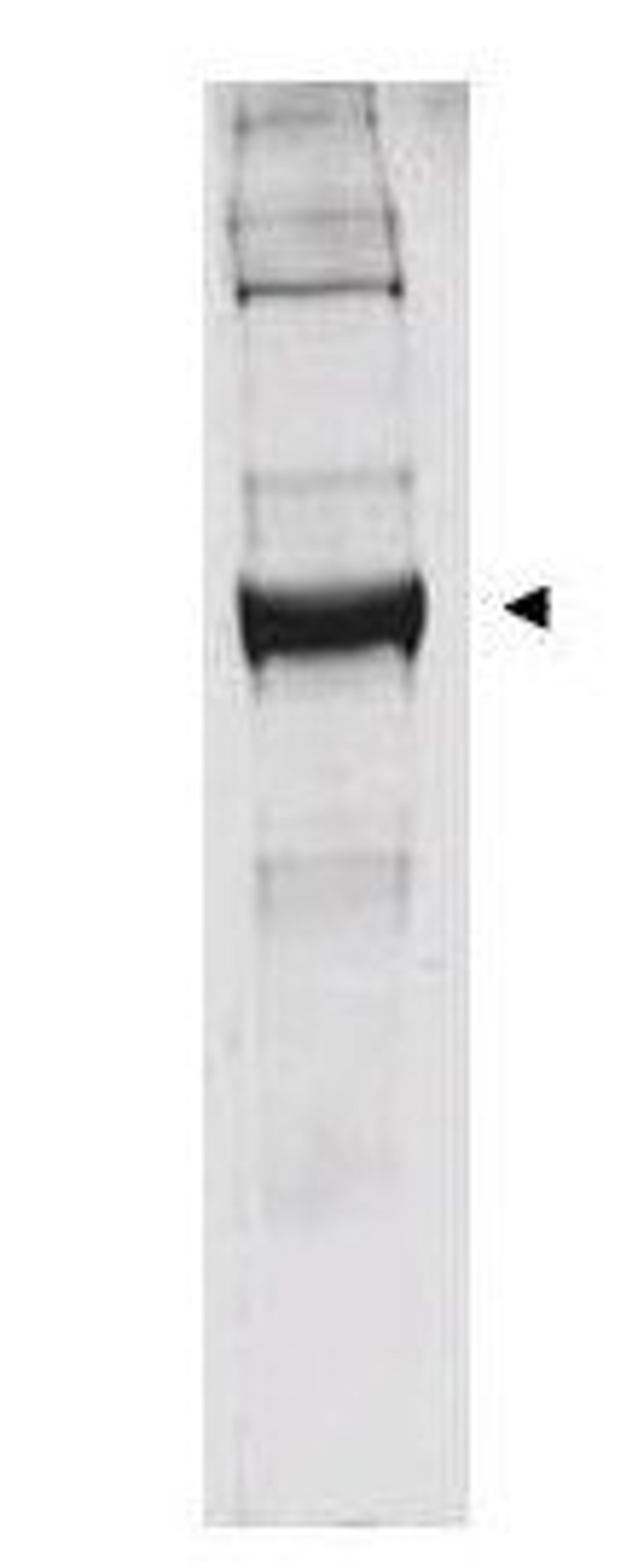 Western blot analysis of bovine liver preparations using Glutamate Dehydrogenase antibody