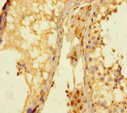 Immunohistochemistry of paraffin-embedded human testis tissue using CSB-PA012137LA01HU at dilution of 1:100