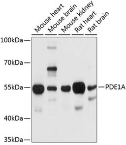 Western blot - PDE1A antibody (A10457)