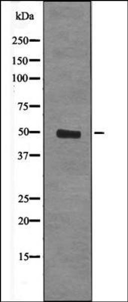 Western blot analysis of Forskolin treated HepG2 whole cell lysates using CtBP1/2 -Phospho-Ser158/164- antibody