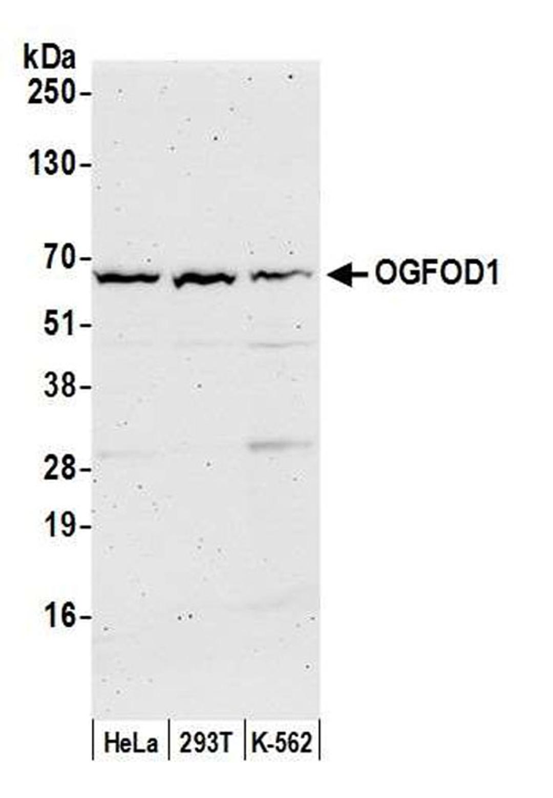 Detection of human OGFOD1 by WB.