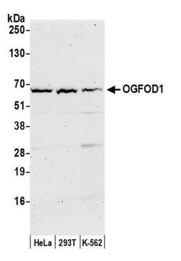 Detection of human OGFOD1 by WB.