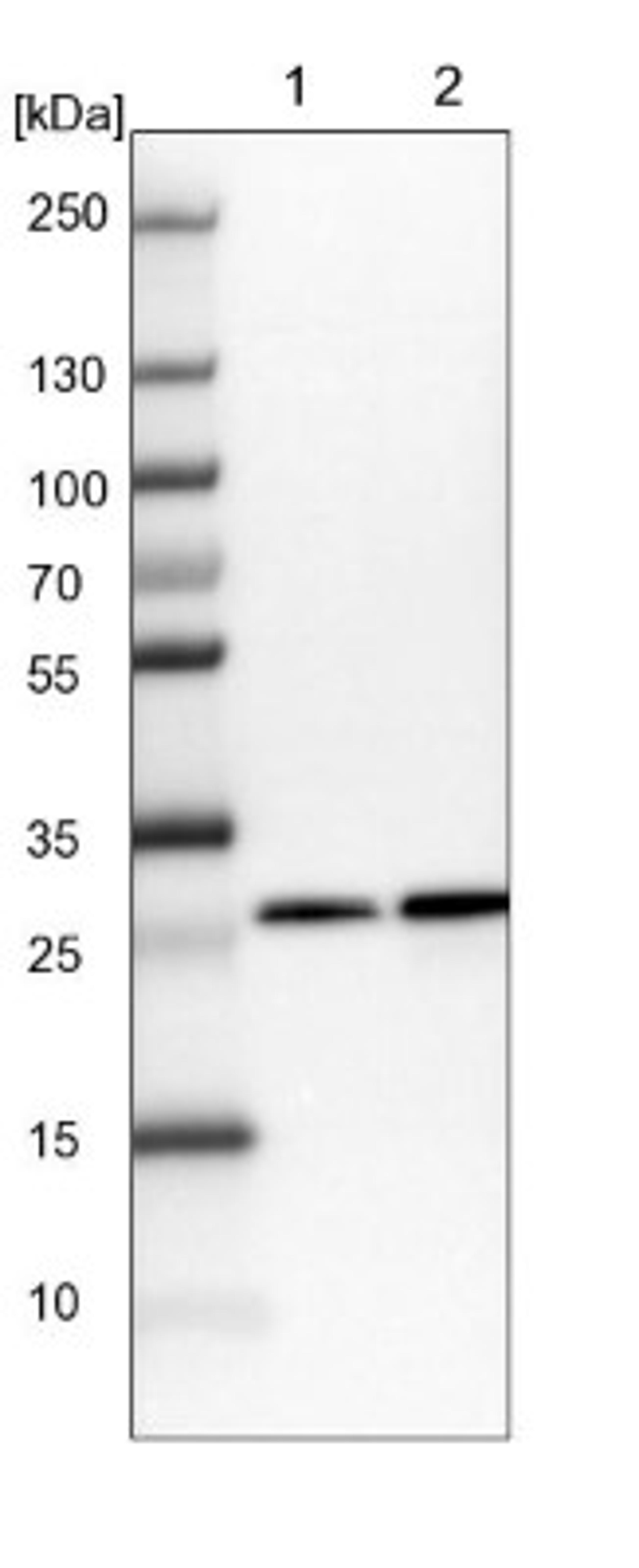 Western Blot: CHCHD3 Antibody [NBP1-83656] - Lane 1: NIH-3T3 cell lysate (Mouse embryonic fibroblast cells)<br/>Lane 2: NBT-II cell lysate (Rat Wistar bladder tumour cells)