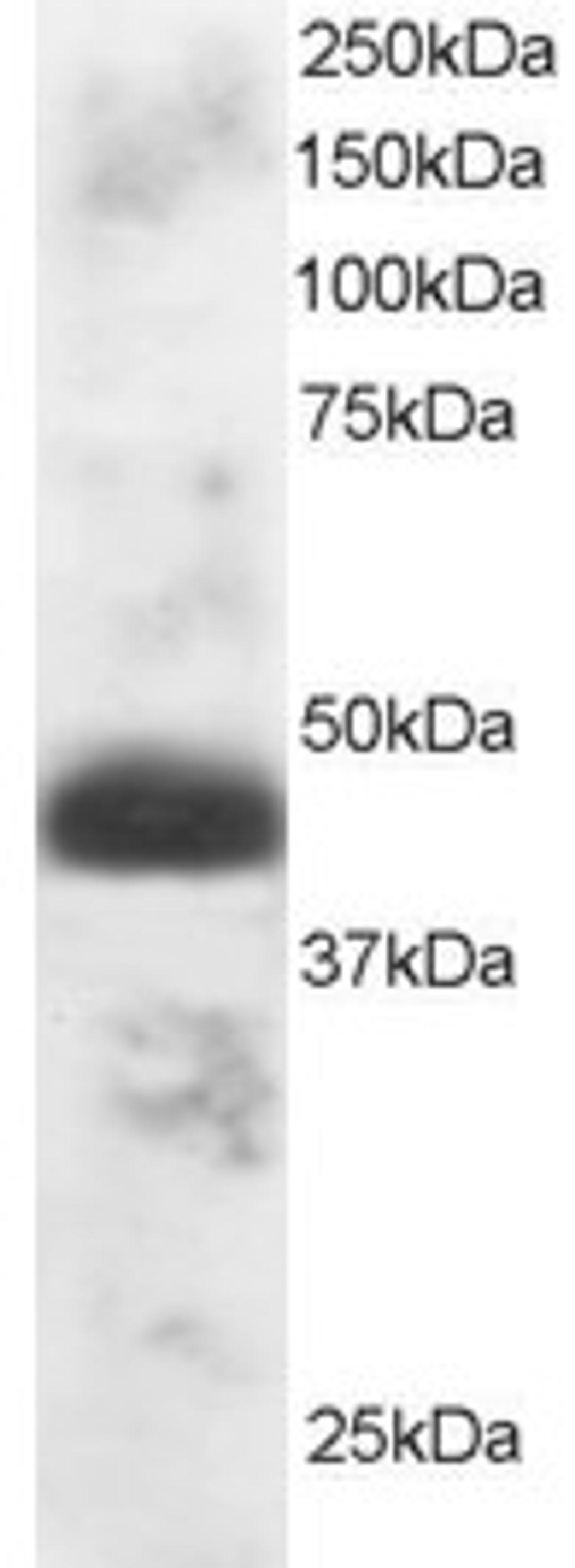 46-483 staining (1ug/ml) of Human Testis lysate (RIPA buffer, 30ug total protein per lane). Primary incubated for 1 hour. Detected by western blot using chemiluminescence.