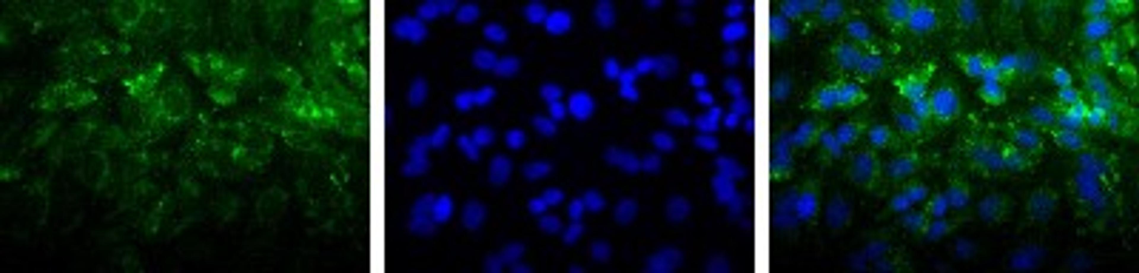 Immunocytochemistry/Immunofluorescence: LIMPII/lpg85 Antibody [NB400-129] - Detection of LIMPII/lpg85 (Green) in Hela cells using NB400-129. Nuclei (Blue) are counterstained using Hoechst 33258.