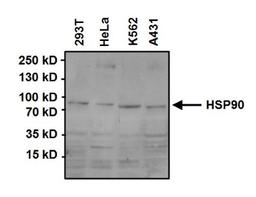 Western Blot: HSP90 Antibody (3B6) [NB120-5455] - Analysis of 50ug of various whole cell lysates and 15ul of PageRuler Prestained Protein Ladder onto a 4-20% Tris-HCl polyacrylamide gel.