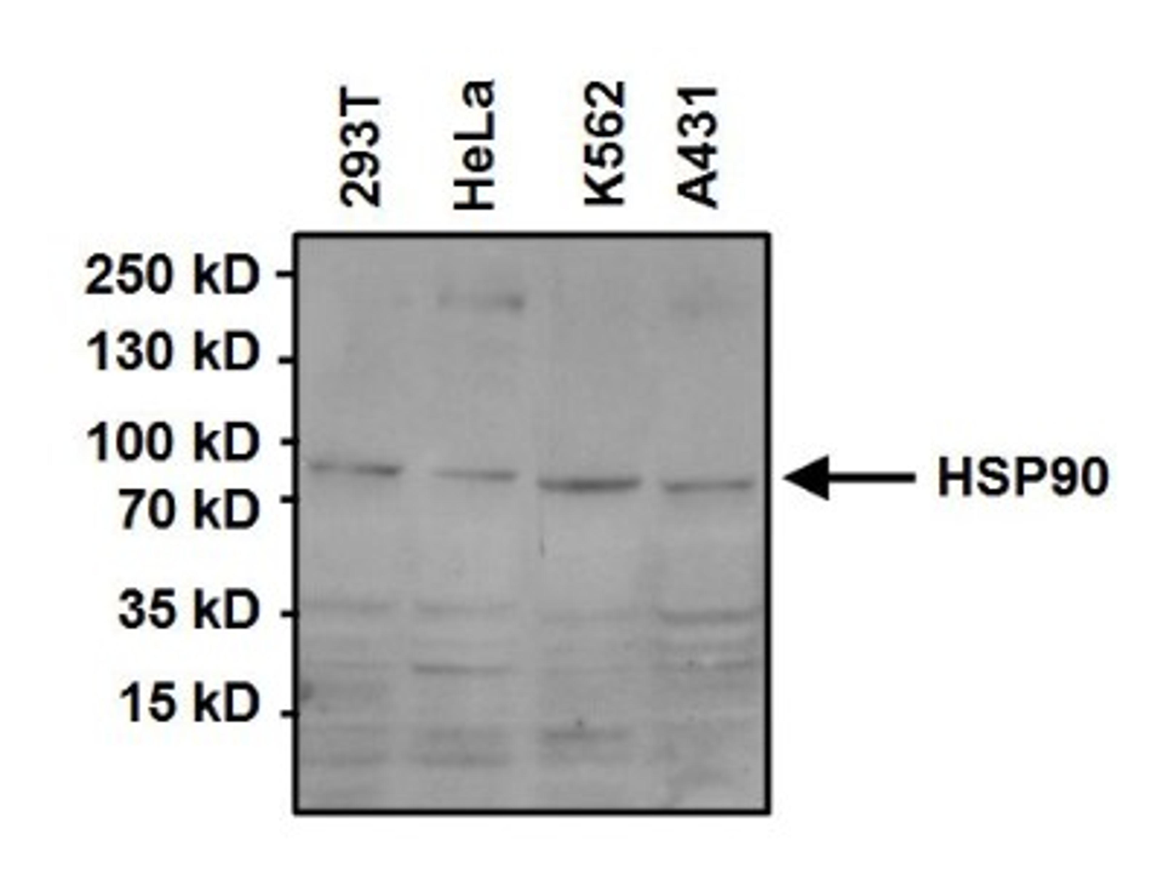 Western Blot: HSP90 Antibody (3B6) [NB120-5455] - Analysis of 50ug of various whole cell lysates and 15ul of PageRuler Prestained Protein Ladder onto a 4-20% Tris-HCl polyacrylamide gel.