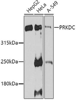 Western blot - PRKDC antibody (A7716)