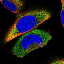 Immunocytochemistry/Immunofluorescence: Stomatin-like protein 1 Antibody [NBP1-92455] - Staining of human cell line U-251 MG shows positivity in cytoplasm.