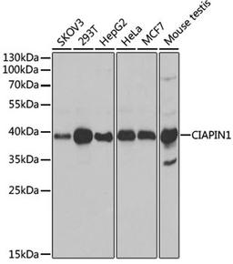 Western blot - CIAPIN1 antibody (A6336)