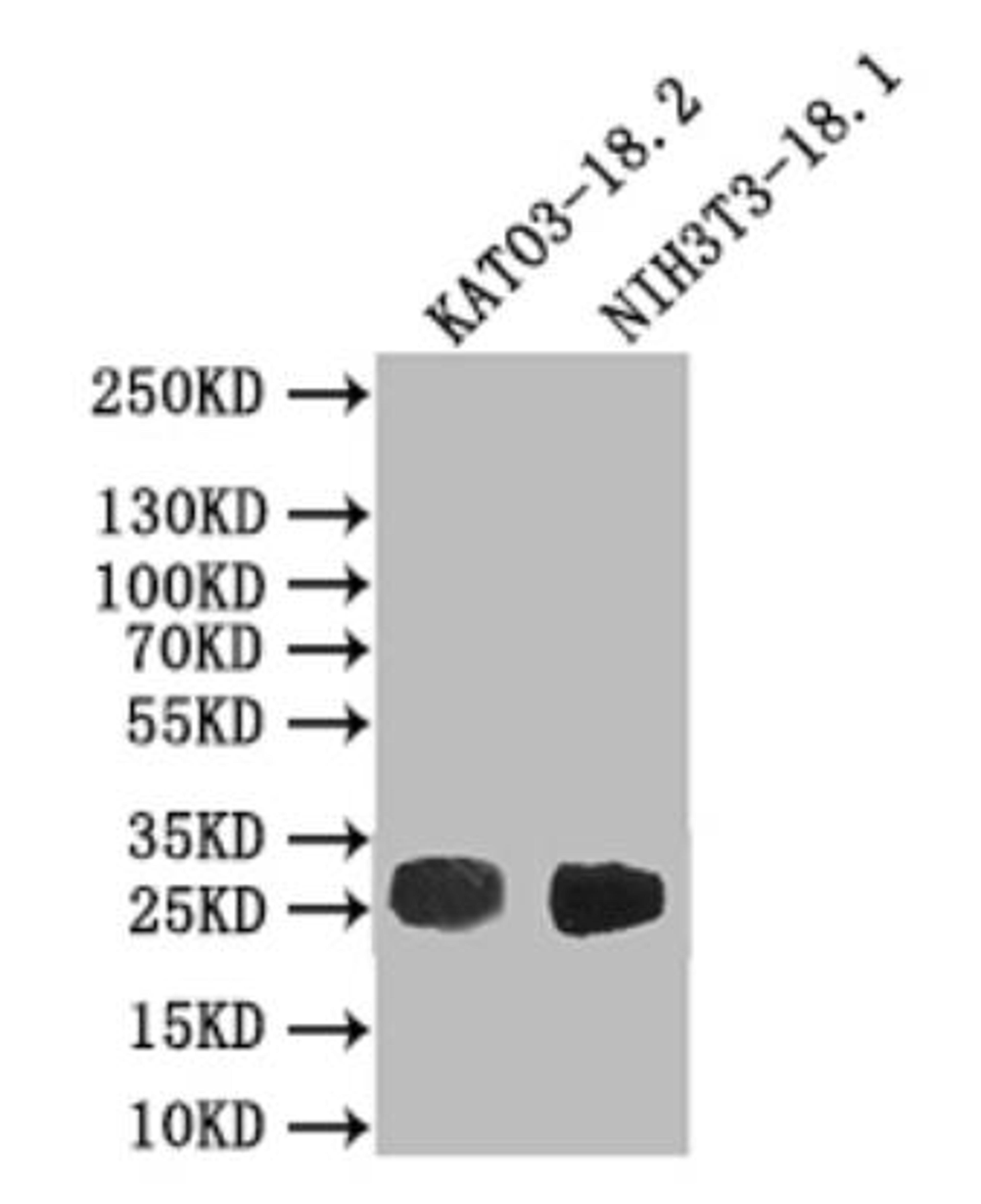 Western blot. All lanes: CLDN18 antibody IgG at 3.07ug/ml + Rat heart tissue. Secondary. Goat polyclonal to rabbit IgG at 1/10000 dilution. Predicted band size: 28 kDa. Observed band size: 28 kDa.