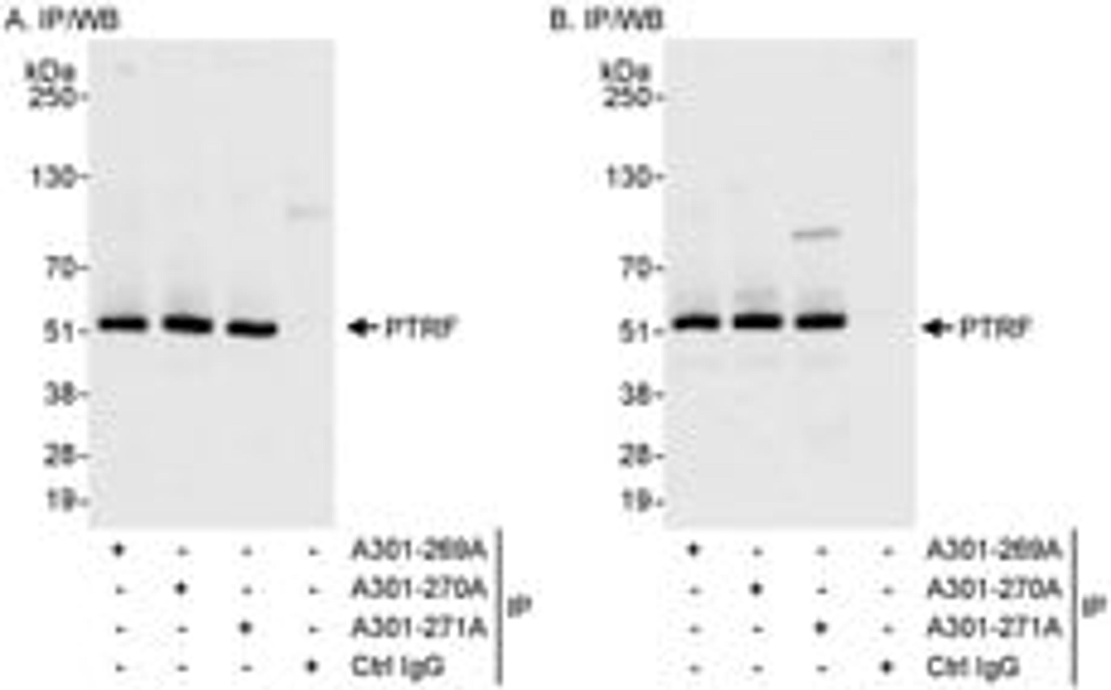 Detection of human PTRF by western blot of immunoprecipitates.