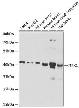 Western blot - ITPK1 antibody (A8312)