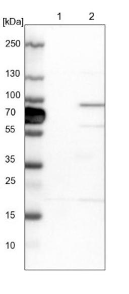 Western Blot: HOOK1 Antibody [NBP1-81744] - Lane 1: NIH-3T3 cell lysate (Mouse embryonic fibroblast cells)<br/>Lane 2: NBT-II cell lysate (Rat Wistar bladder tumour cells)