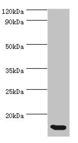 Western blot. All lanes: CCL11 antibody at 5ug/ml + Hela whole cell lysate. Secondary. Goat polyclonal to rabbit IgG at 1/10000 dilution. Predicted band size: 11 kDa. Observed band size: 11 kDa.