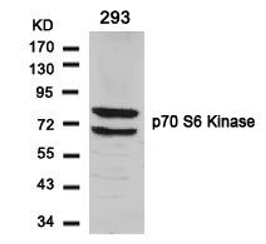 Western blot analysis of lysed extracts from 293 cells using p70 S6 Kinase (Ab-424).