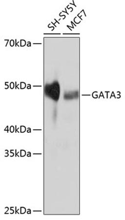 Western blot - GATA3 antibody (A19636)