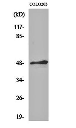 Western blot analysis of COLO205 cell lysates using AP-2 alpha/beta antibody