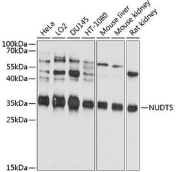 Western blot - NUDT5 antibody (A10493)