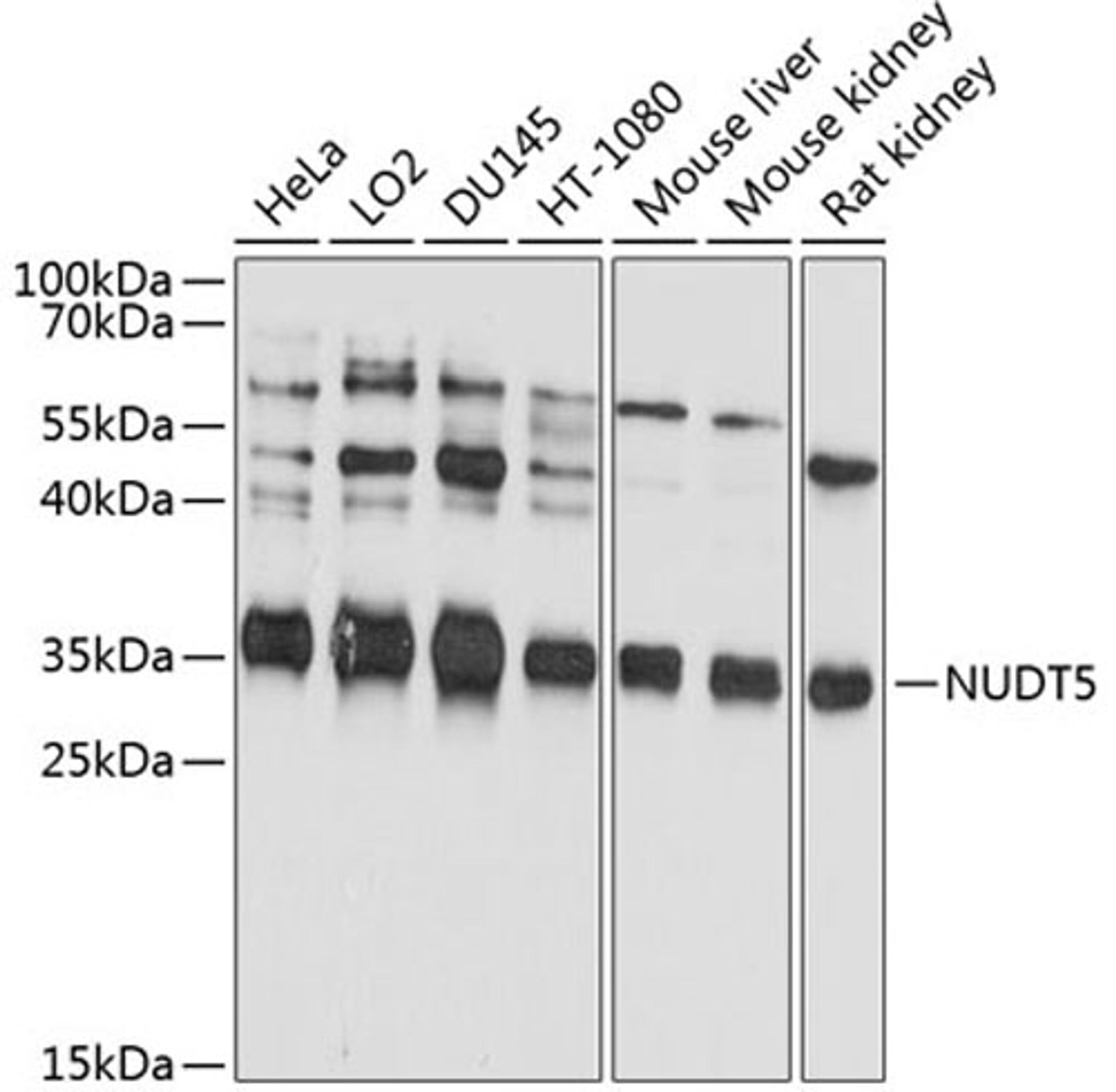 Western blot - NUDT5 antibody (A10493)