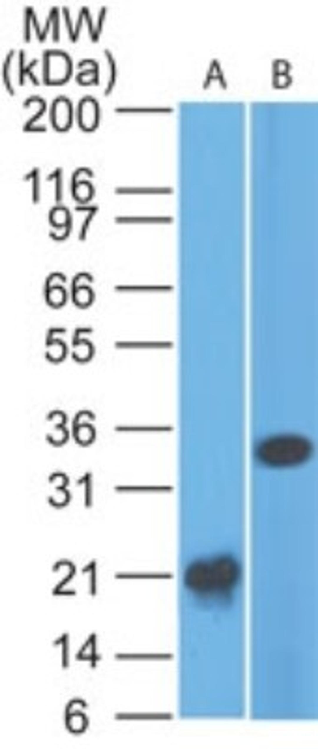 Western Blot: CD33 Antibody (44M12D3) [NBP2-22377] - analysis of CD33 in A) a partial recombinant protein and B) HCT-116 lysate using CD33 antibody at 2 ug/ml. goat anti-mouse Ig HRP secondary antibody and PicoTect ECL substrate solution were used for this test.